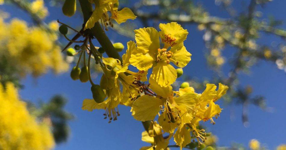 Close up of palo brea yellow flowers in north phoenix.