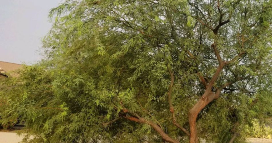 A tree in north phoenix that is overgrown and would benefit from some professional pruning.