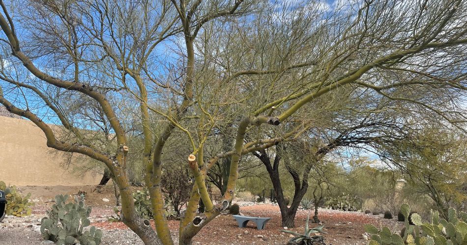 A palo verde tree in north phoenix that was pruned to improve its structure.