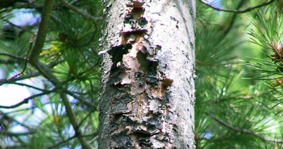 Close-up of a tree trunk with areas of cracked and peeling bark. The damaged bark appears dry and flaky, revealing lighter colored wood underneath.