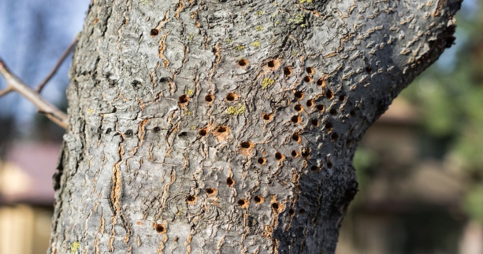 Tree trunk in north phoenix park with scraped and rough patches where bark has been rubbed off, likely by deer antlers.