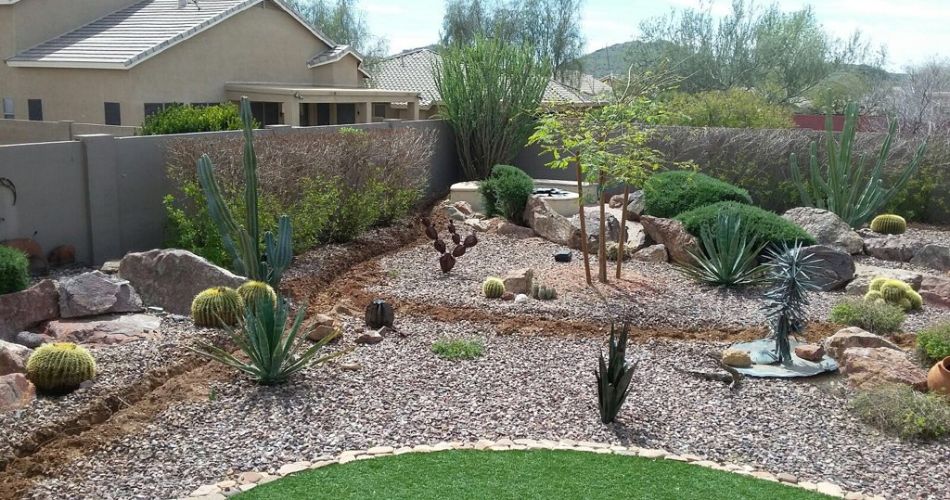 A backyard in north phoenix full of a diverse collection of native and non-native plants and trees.