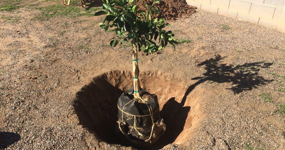 Titan tree care planting a new tree in a residential yard near north phoenix, az.