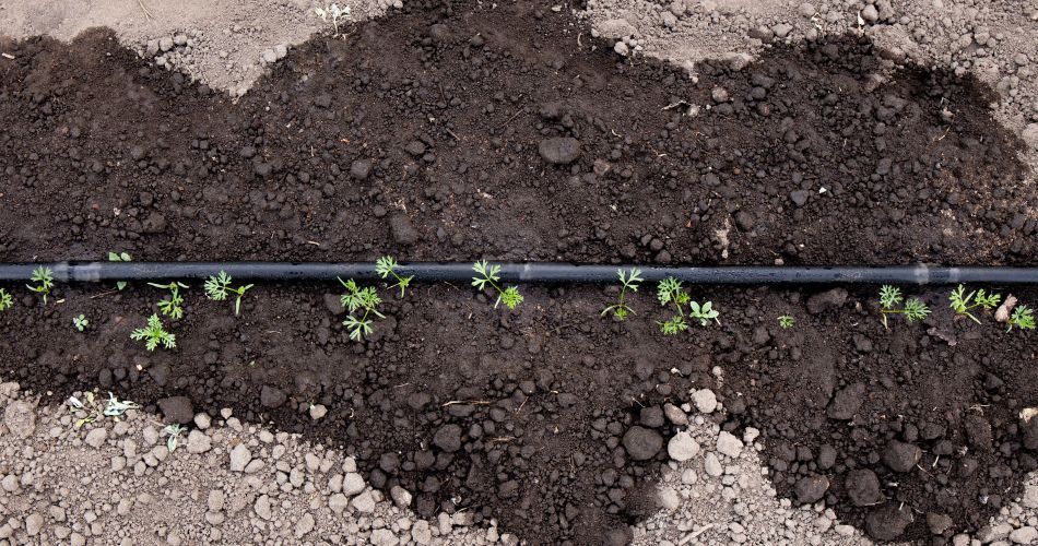 A soaker hose slowly watering the landscape of a yard in anthem, az.