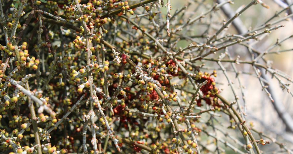 Closeup of desert mistletoe on a tree in the phoenix area.
