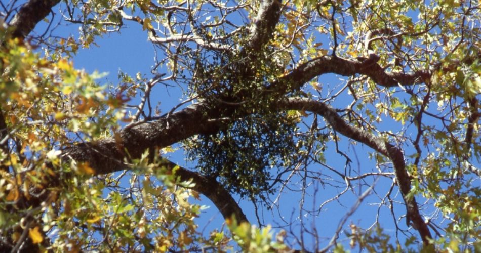 A cluster of mistletoe growing on an oak in north phoenix.