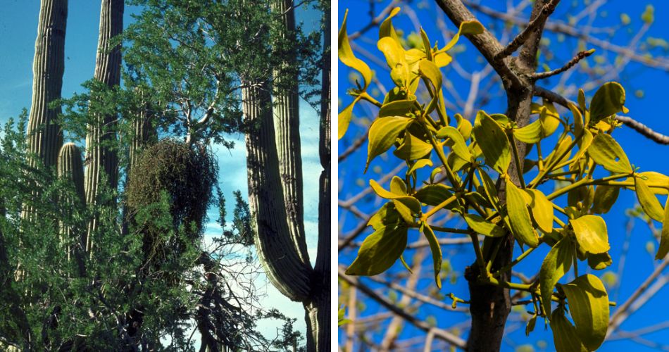 Large mistletoe plant growing on a mesquite tree in anthem, az.