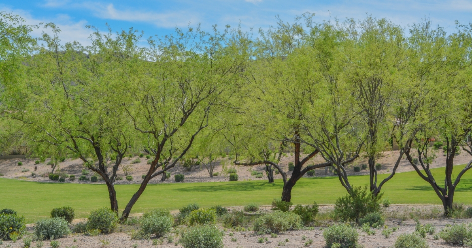 Native mesquite trees providing shade while thriving in the hot, dry phoenix desert.