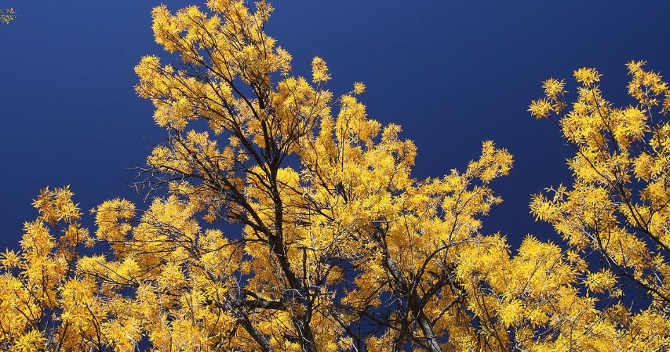 The radiant arizona ash: a canopy of lush greenery