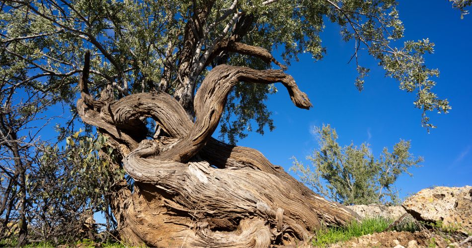 Ironwood tree with a dense canopy of gray-green leaves and rough, dark bark, standing tall in a rocky desert setting.