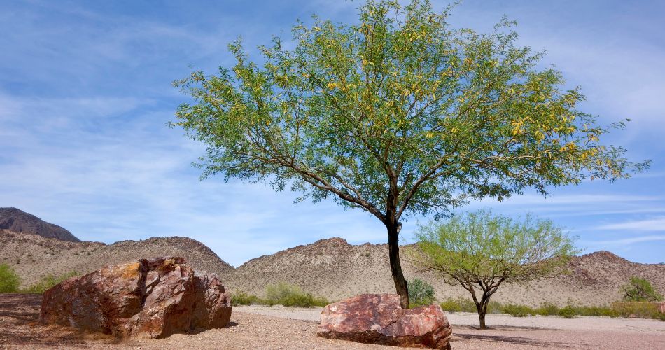 The wide-spreading canopy of a native mesquite tree with deep green leaves and textured bark symbolizes resilience.