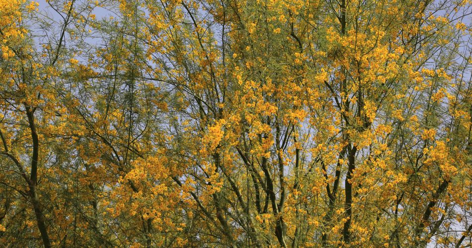 A desert museum palo verde tree covered in bright yellow flowers, with a thornless branch structure and green bark visible.