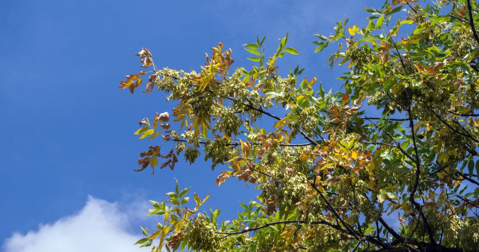 Changing tree leaves in Phoenix.