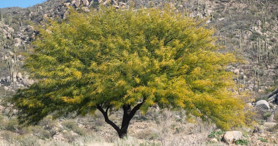 Texas honey mesquite tree with a vibrant yellow and green canopy standing out against a dry, muted hillside in phoenix, adding a pop of color to the desert landscape.