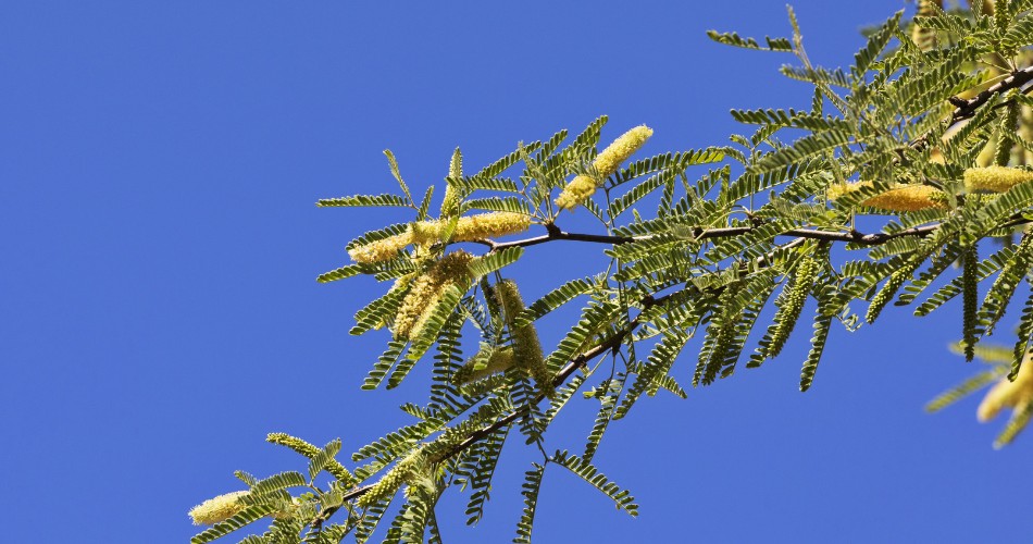 Mesquite tree branch with bright yellow catkins in full bloom set against a clear blue arizona sky.