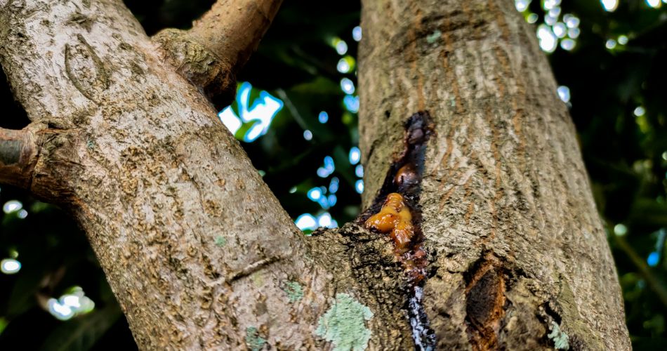 Sap on a tree in Phoenix.