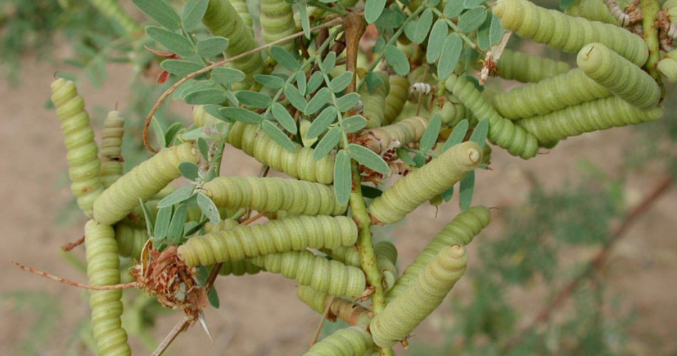 Mesquite Trees: Desert Beauty Or Backyard Headache? Screwbean mesquite seedpods