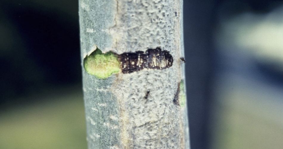 Sunscald damage on a young tree in Phoenix.