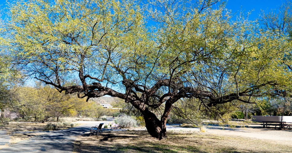 Mautre velvet mesquite tree growing in a phoenix neighborhood, with its wide canopy, twisting branches, and native desert landscaping around it.