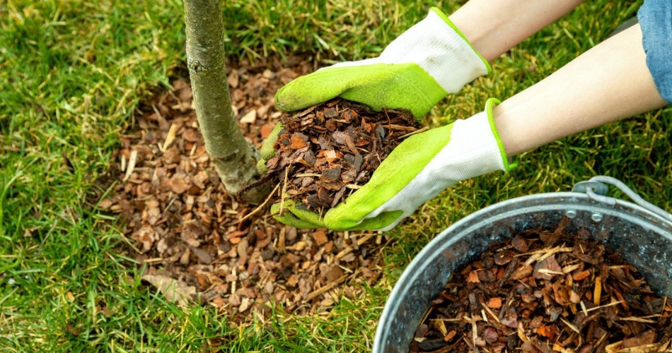 Titan tree care professional applying mulch to the base of a tree in north phoenix residential yard.