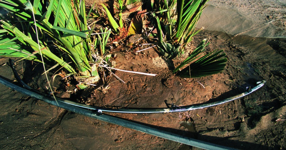 Drip irrigation system properly positioned around desert plant base in north phoenix yard showing deep watering technique for harsh conditions.