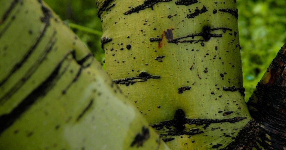 Close-up of palo verde tree's green photosynthetic bark showing natural adaptations that help desert plants survive harsh conditions.