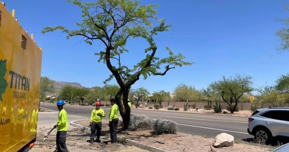 The Best 2026 Tree Care Plan For North Phoenix Homeowners Crew cleaning up a newly-pruned tree, dumping debris to a truck, near phoenix, az