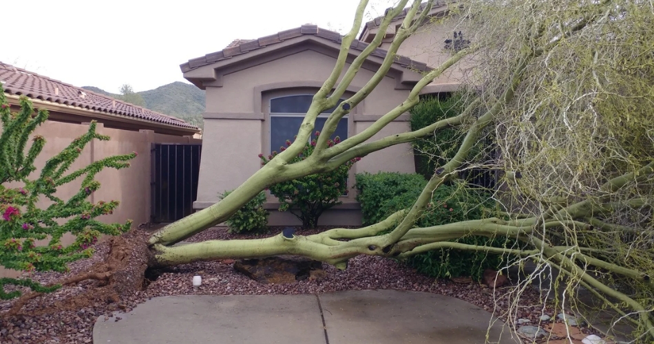 The Best 2026 Tree Care Plan For North Phoenix Homeowners A storm fallen tree on a property in phoenix, az after windstorm.