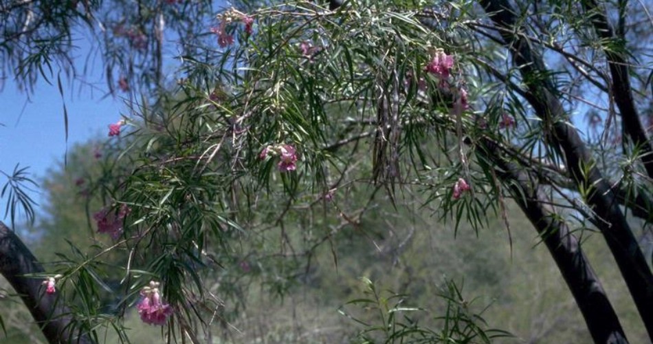 Surviving Phoenix’s Extreme Heat: 5 Tips To Protect Your Trees This Summer Close-up of pink desert willow flowers and slender green leaves on a sunny day in arid landscape.