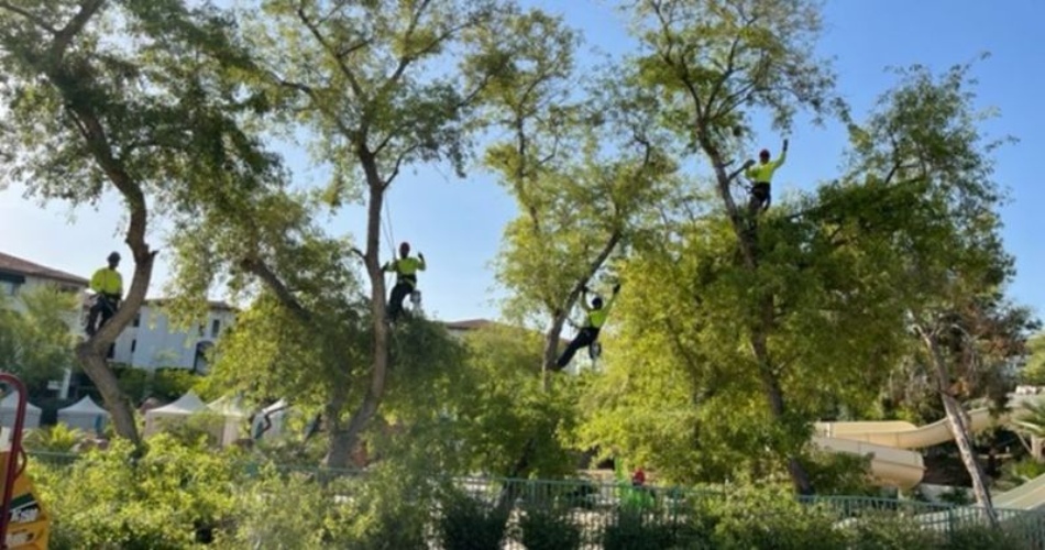 Arborists from titan tree care pruning tall desert trees while secured in climbing gear under clear blue skies.