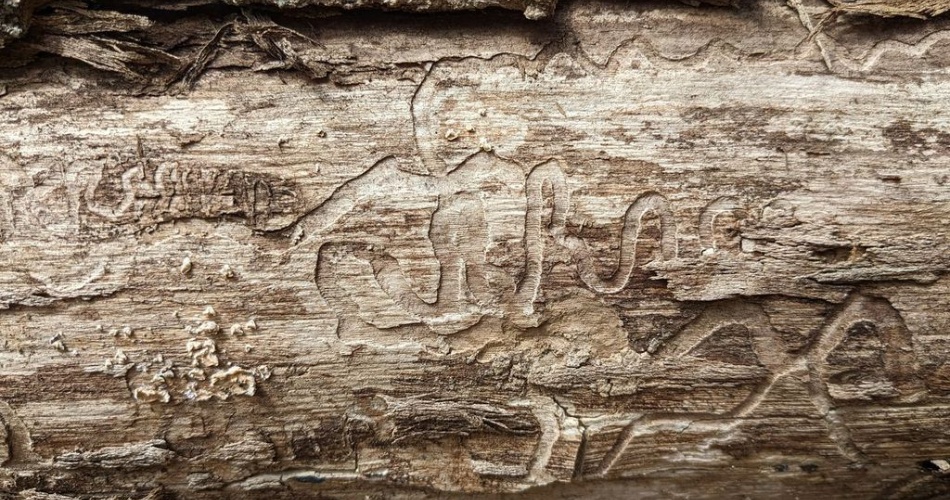 Close-up of tree bark showing winding galleries left by bark beetle larvae beneath the surface.
