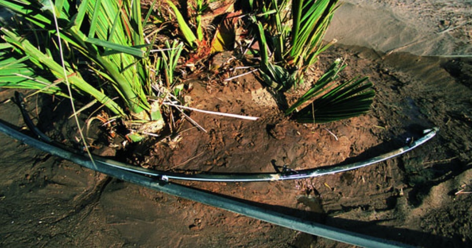 Drip irrigation lines circling base of palm tree in desert soil showing proper emitter placement for fall watering in phoenix landscape.
