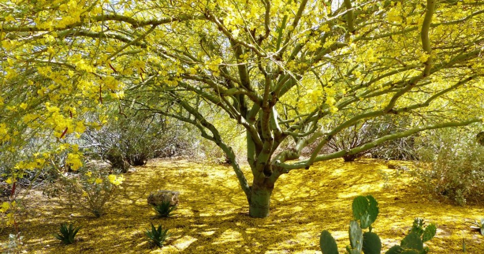 Blooming palo verde tree casting dappled shadows over yellow flower-covered desert ground with cacti and desert plants