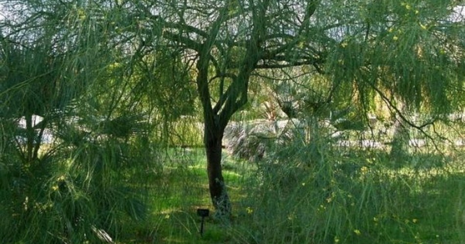 A mature palo verde tree with yellow flowers and green branches in a sunny desert landscape