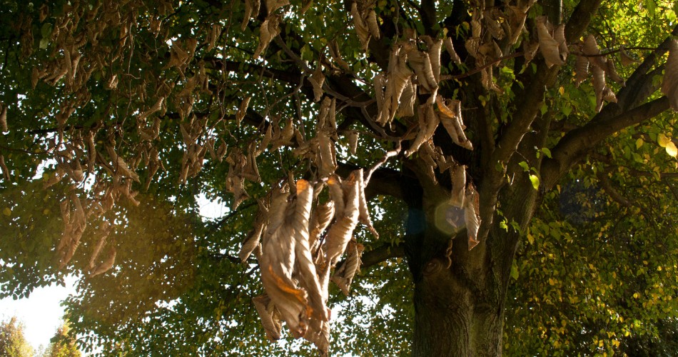 Clusters of dry, brown, curled leaves hang from branches on one side of a tree while green foliage remains healthy on the opposite side, showing a typical pattern of heat stress damage.