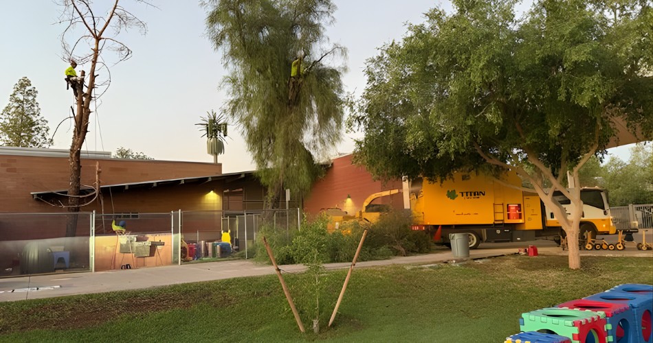 Two titan tree care crew members in safety gear work in separate trees at a north phoenix commercial property while a yellow titan tree care truck is parked nearby.