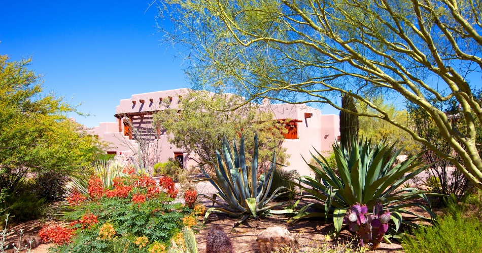 Palo verde tree with green bark growing next to a southwest-style home in phoenix, surrounded by agave, prickly pear, and desert landscaping.