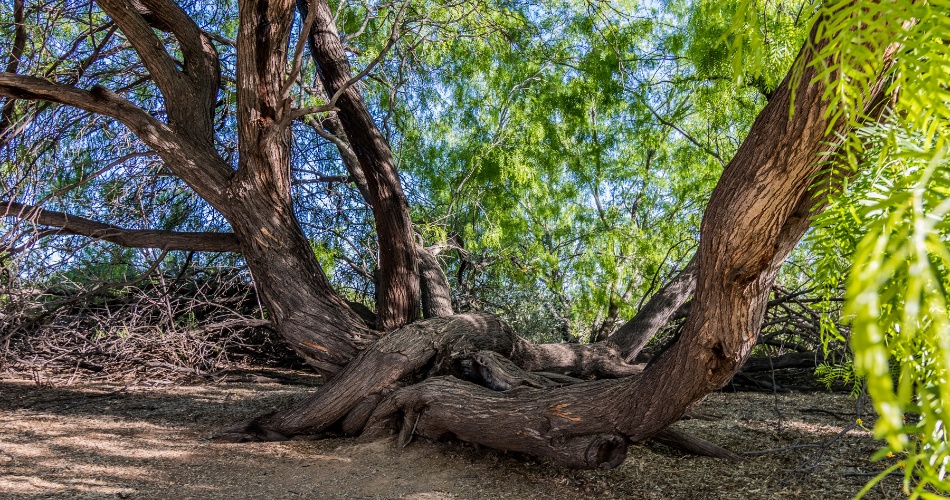 Mature mesquite tree with multiple trunks and dense green canopy, with dead branches visible at the base needing removal.