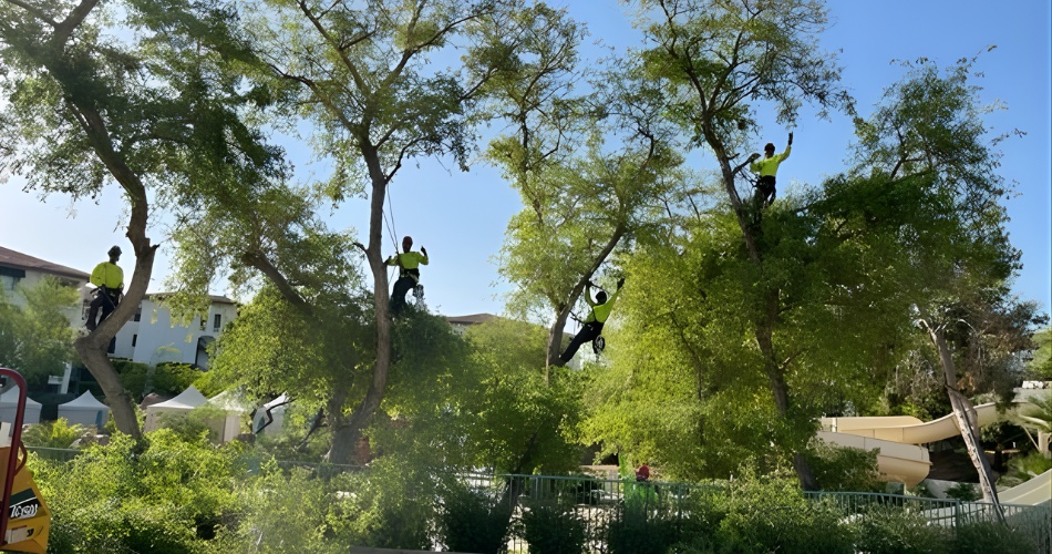 Three arborists in safety gear climbing and pruning large mesquite trees in a phoenix residential area.