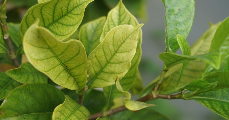 Close-up of citrus leaves showing iron chlorosis symptoms: yellow leaves with dark green veins, a common nutrient deficiency in alkaline arizona soil.