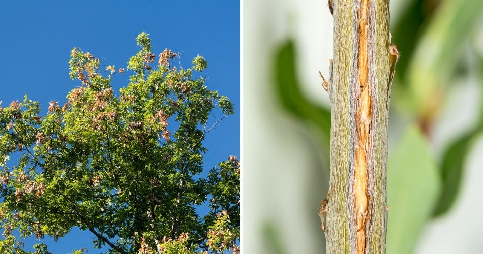Are Cicadas Damaging Your North Phoenix Trees? A branch tip with browning, wilted leaves and small slits in the bark from cicada egg-laying.