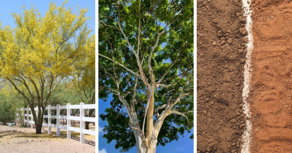 How Often Should You Water Trees In Summer In Phoenix? A palo verde tree in bloom, a large shade tree photographed from below against a blue sky, and a close-up of arizona's clay-heavy desert soil.