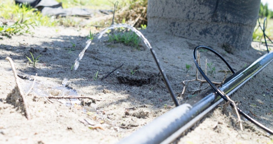 How Often Should You Water Trees In Summer In Phoenix? A drip irrigation emitter delivering water to the base of a tree in sandy desert soil.
