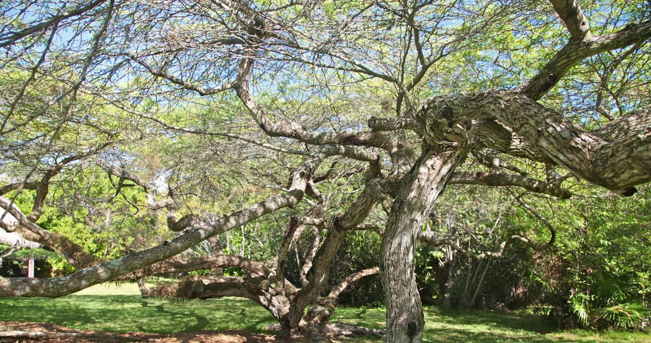 When Do Mesquite Trees Leaf Out In Phoenix? Mature mesquite tree with fresh spring leaf-out and a wide spreading canopy of bright green foliage over twisted sculptural branches in a phoenix-area landscape.