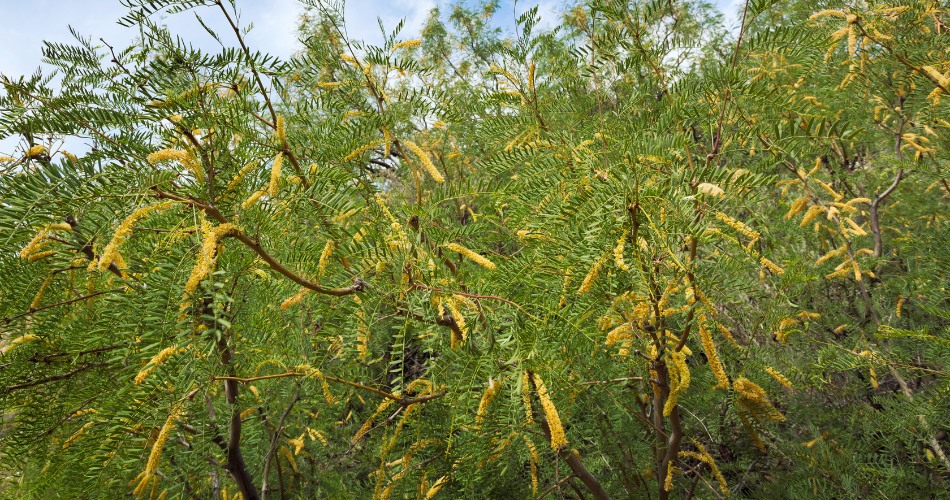 When Do Mesquite Trees Leaf Out In Phoenix? Close-up of mesquite tree branches covered in new green leaves and yellow catkin flower clusters during spring leaf-out in arizona.