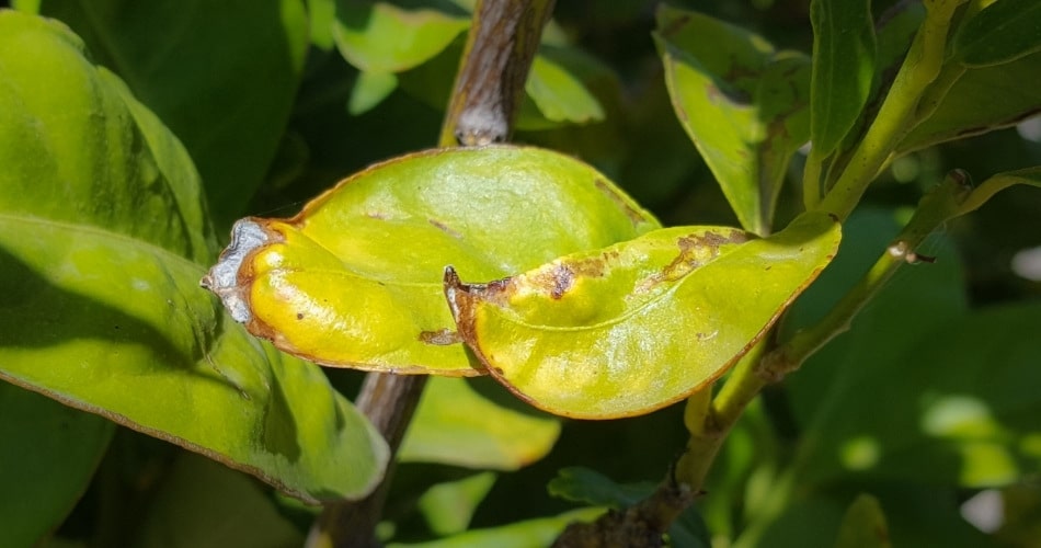 Close-up of citrus tree leaves showing classic heat stress symptoms: leaves curled inward with brown, crispy edges and burned-looking tips, set against a backdrop of healthier green foliage.