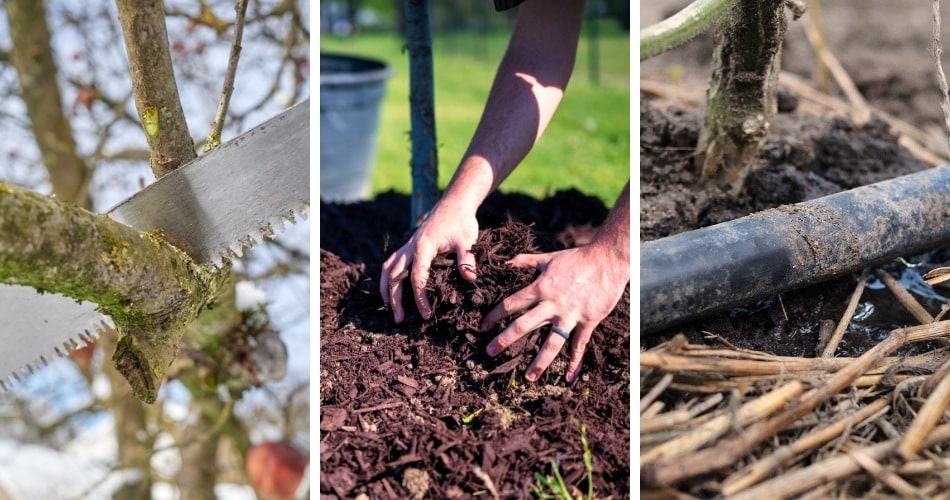 Three-panel image showing essential summer tree care practices: a hand pruning saw cutting a branch (left), bare hands spreading dark mulch around the base of a young tree (center), and a black drip irrigation line running along the soil at the base of a tree trunk (right).