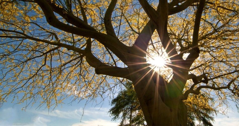Bright sun shining through the branches of a mature shade tree against a blue sky, casting starburst rays through the leaves and silhouetting the trunk and branches.