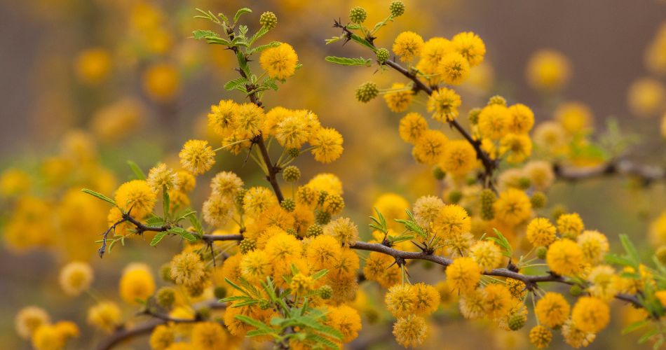 The round yellow flowers of the acacia tree.