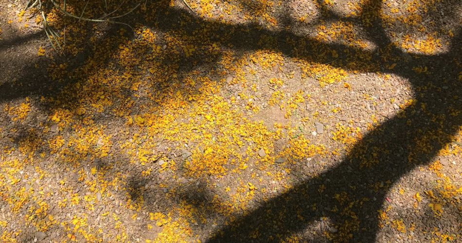 Flower petals from palo verde trees have fallen to the ground.
